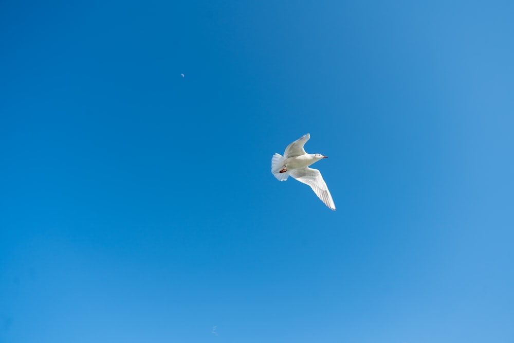 a white bird flying through a blue sky