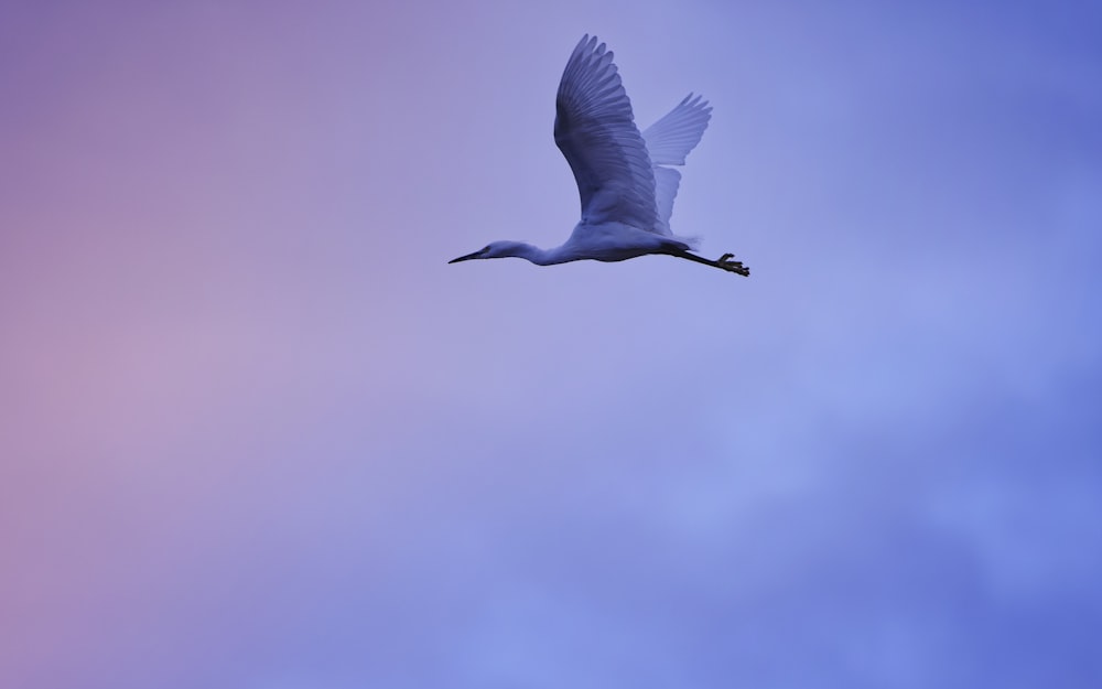 a large white bird flying through a blue sky