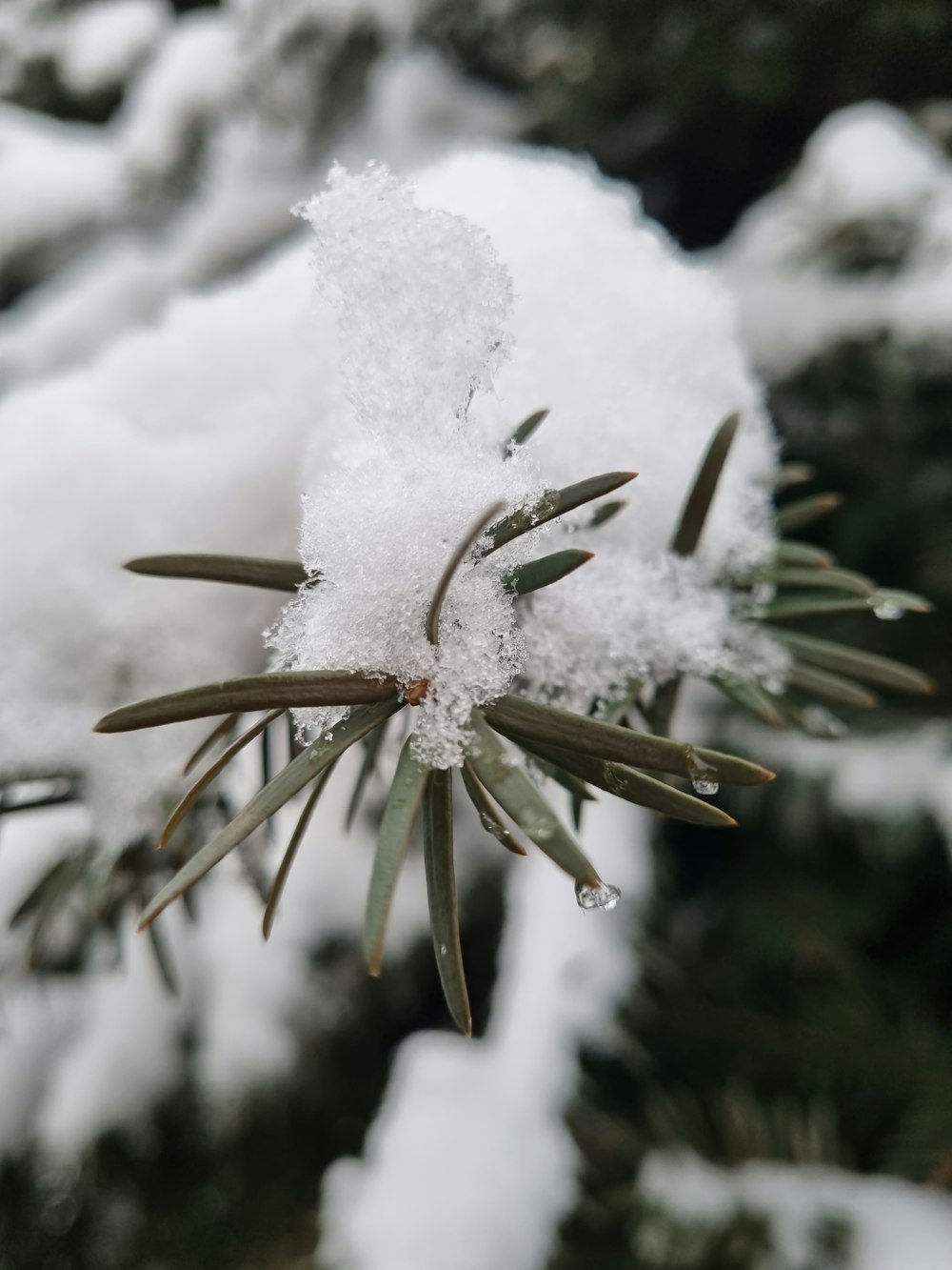 a close up of a pine tree with snow on it