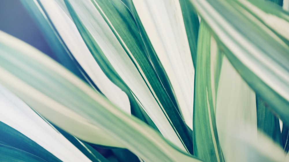 a close up of a green and white plant