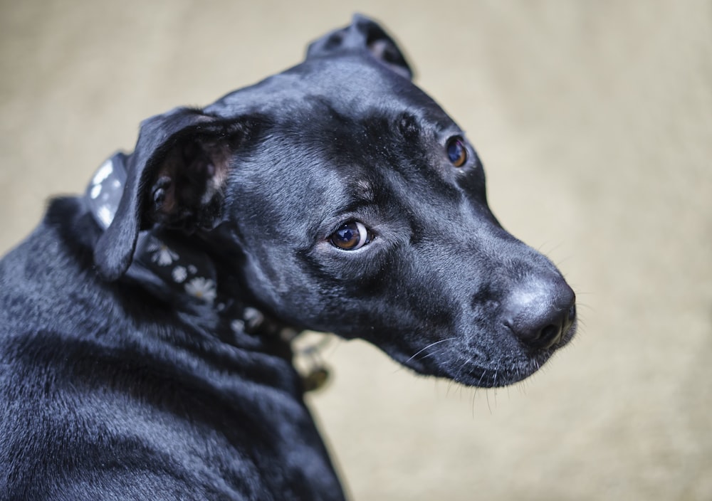 um close up de um cão preto com uma coleira