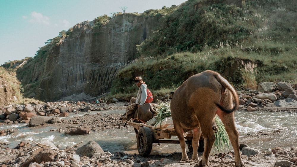 a man riding a horse drawn cart across a river