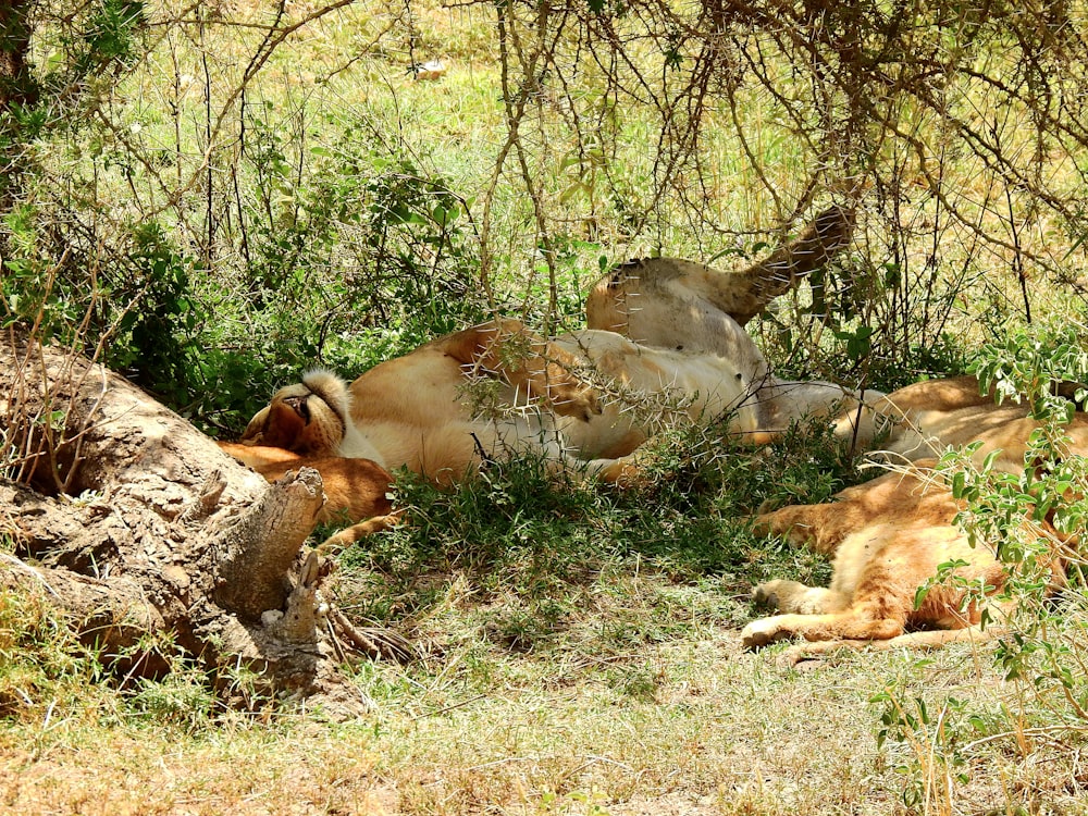 a couple of animals that are laying down in the grass