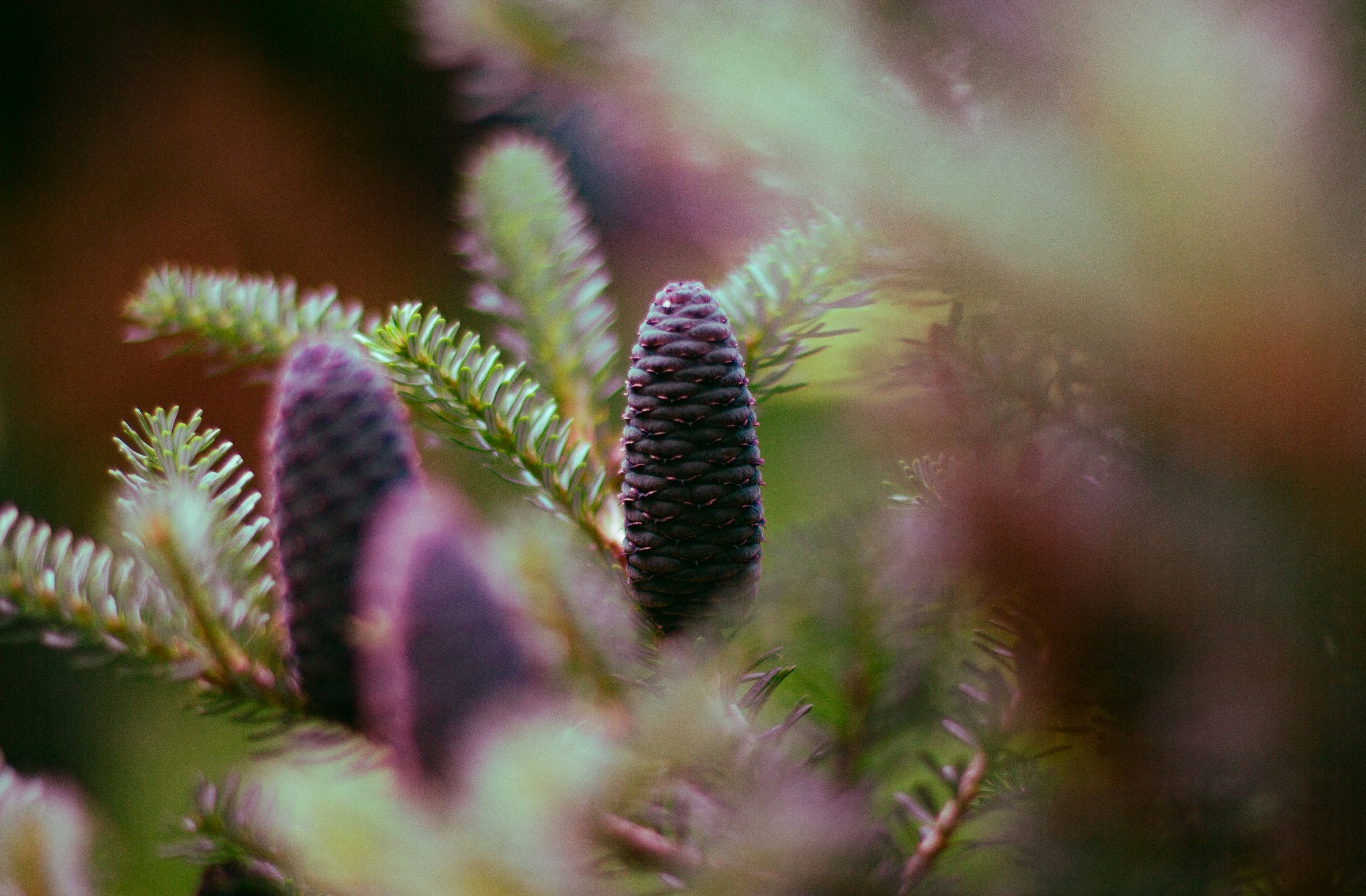 Photo by koryunhills