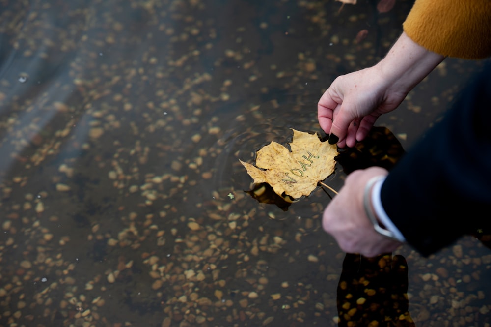 a person holding a leaf in the water