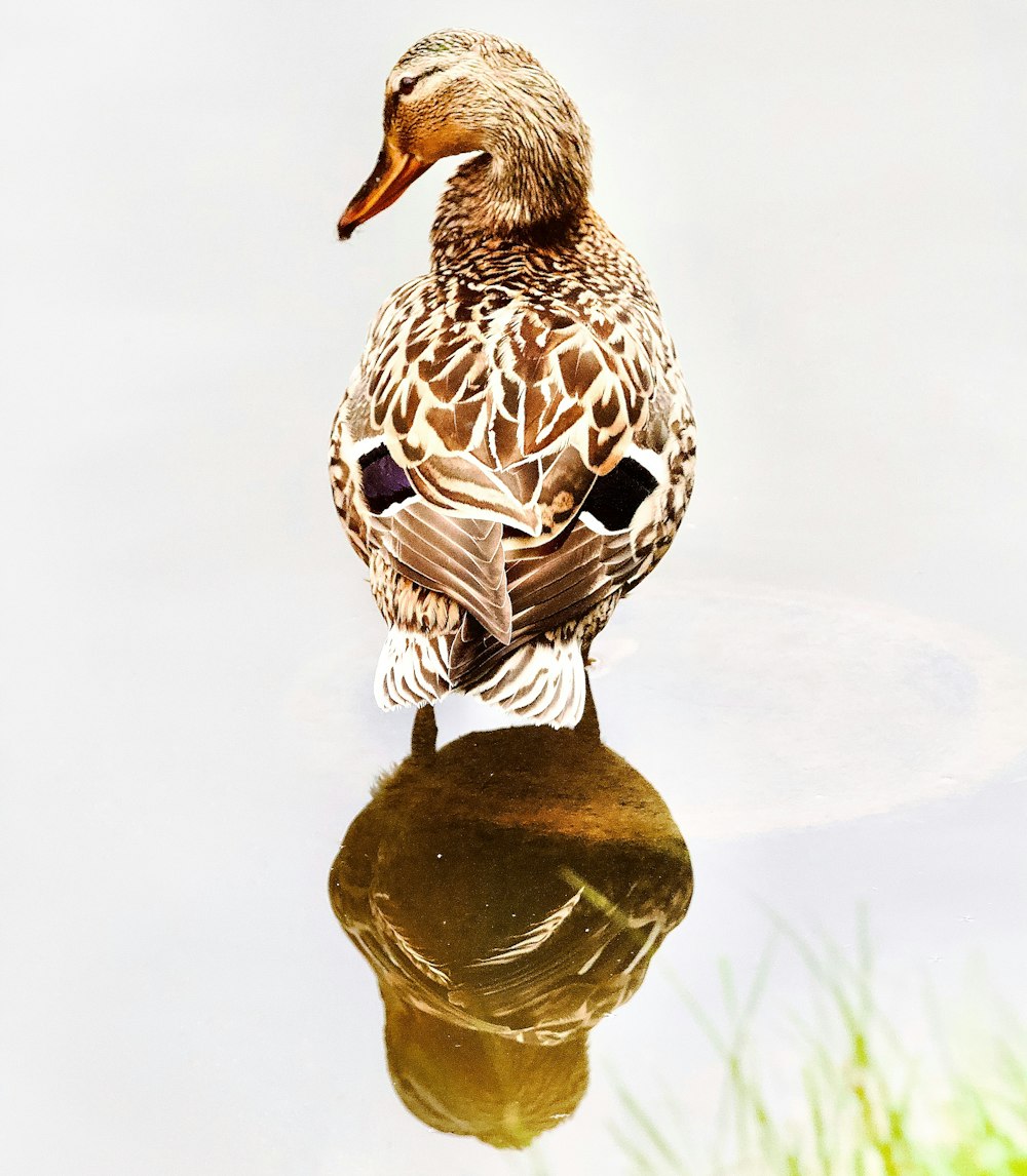 a duck sitting on top of a body of water