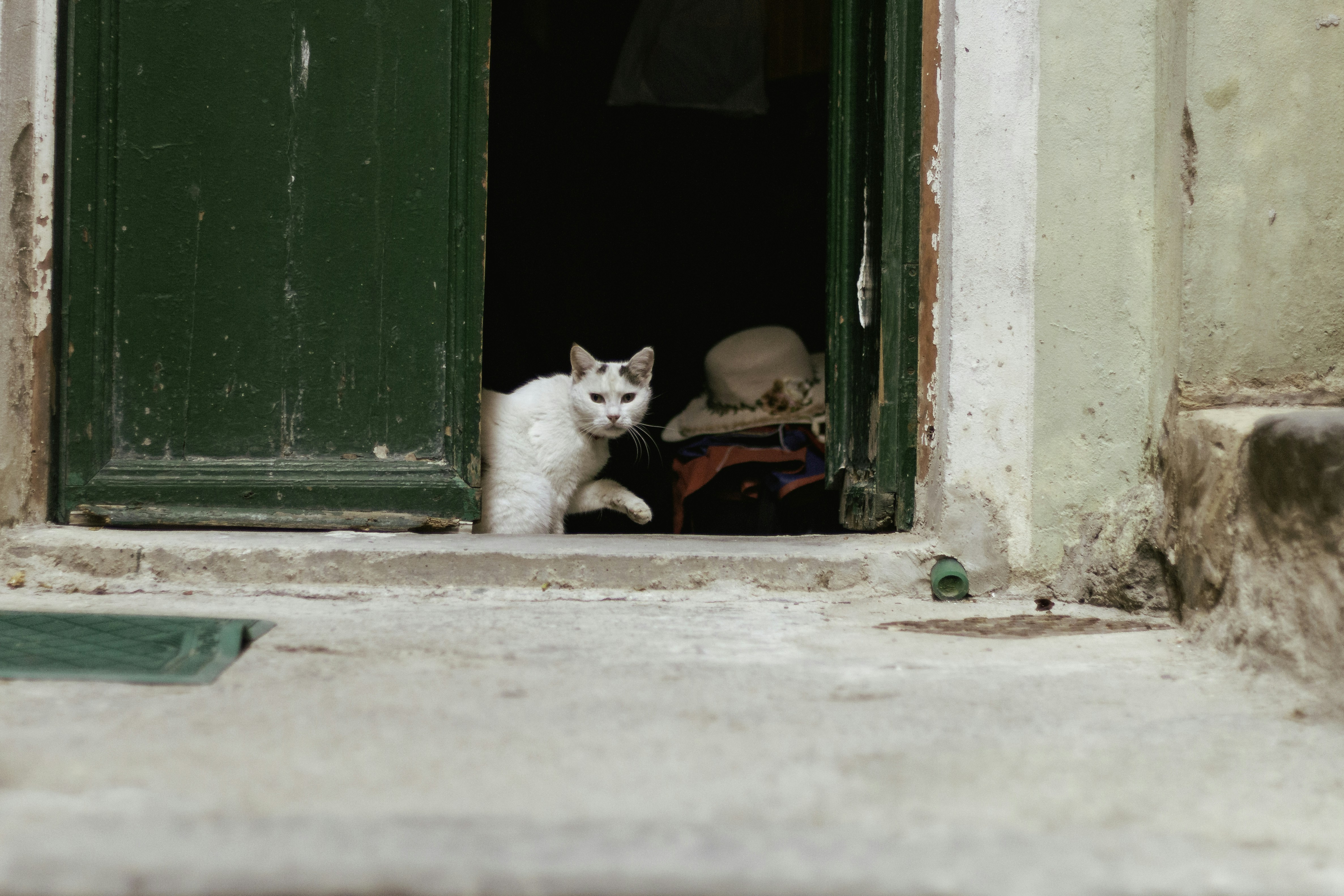 a white cat sitting in a doorway of a building