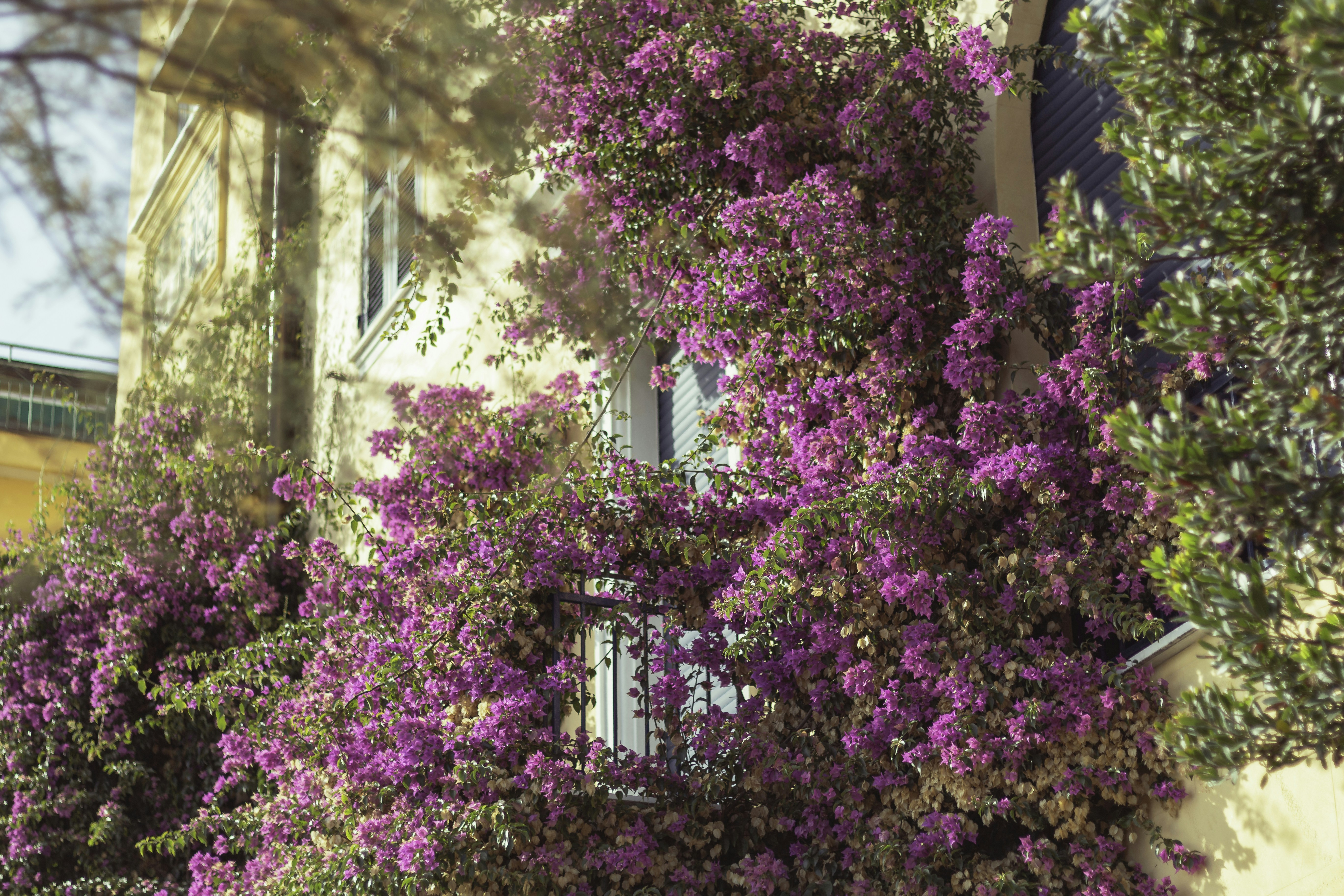 purple flowers are growing on the side of a building