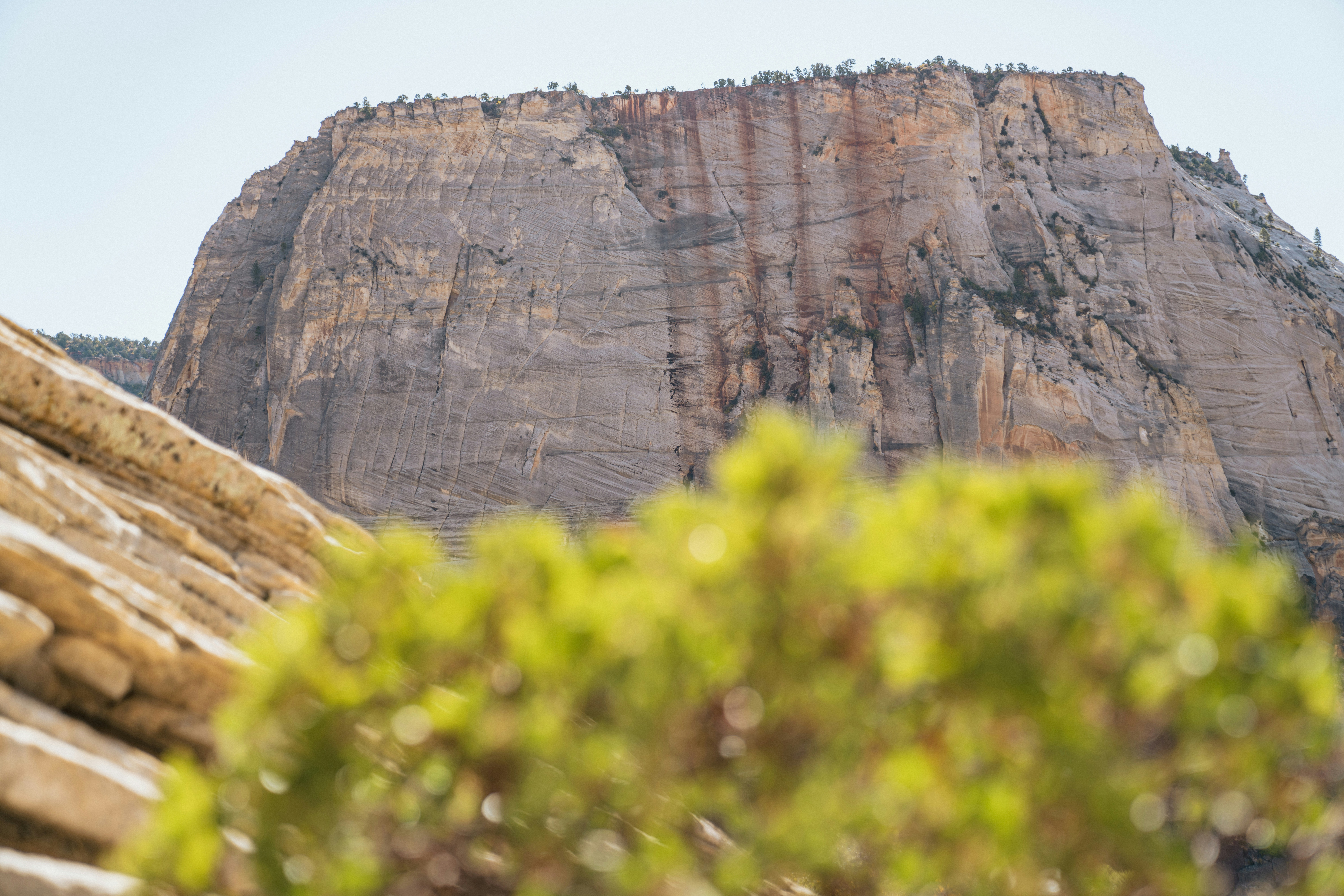 a view of a mountain with a tree in the foreground
