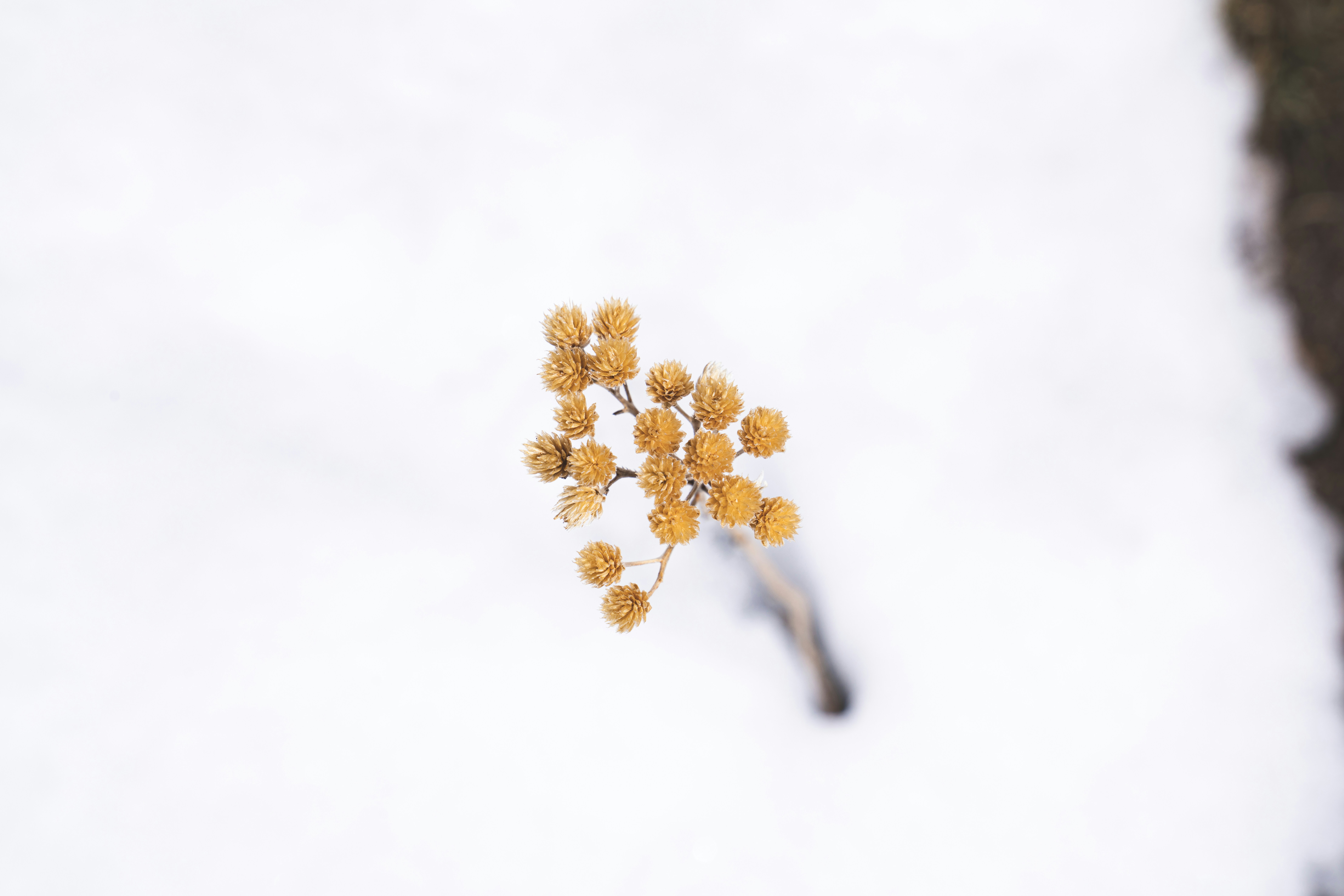 a bunch of yellow flowers sitting on top of a snow covered ground