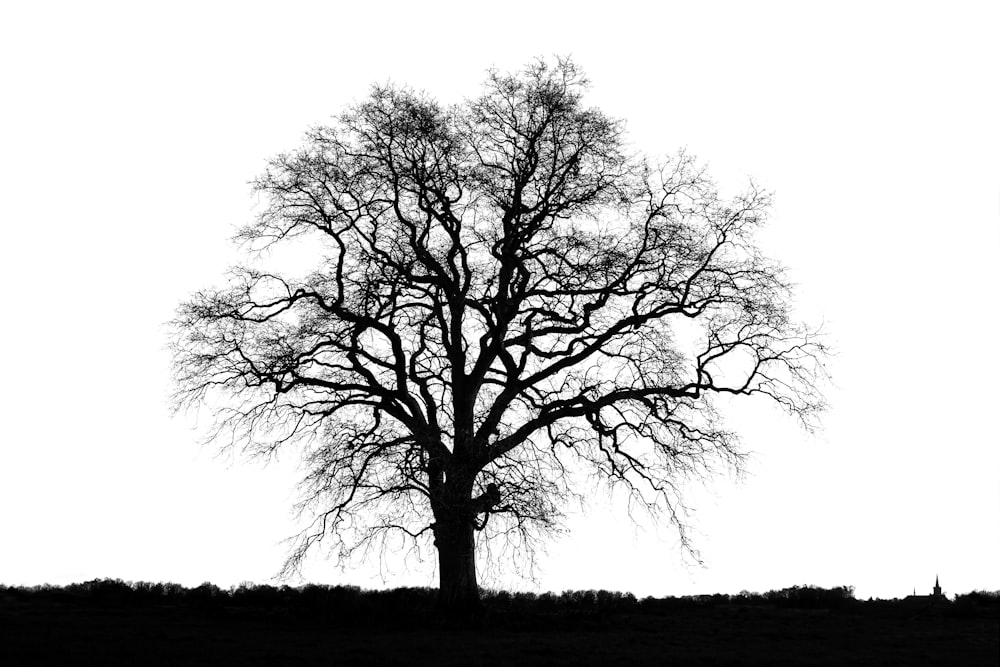 a black and white photo of a tree with no leaves