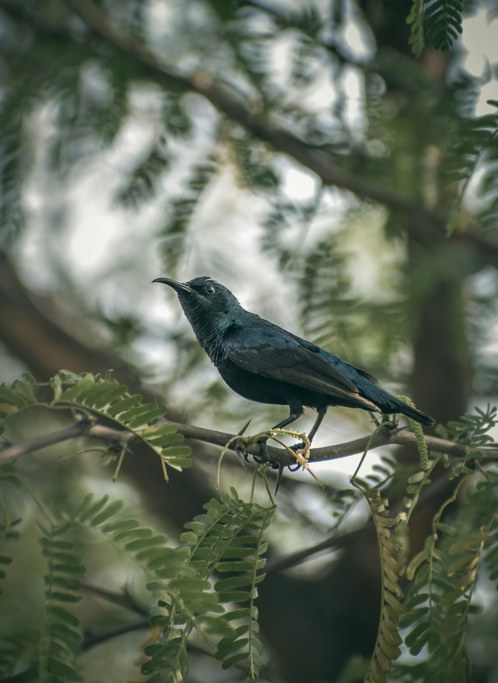 a black bird sitting on top of a tree branch