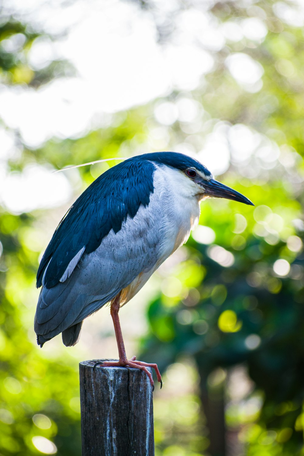 나무 기둥 위에 앉아 있는 파란색과 흰색 새