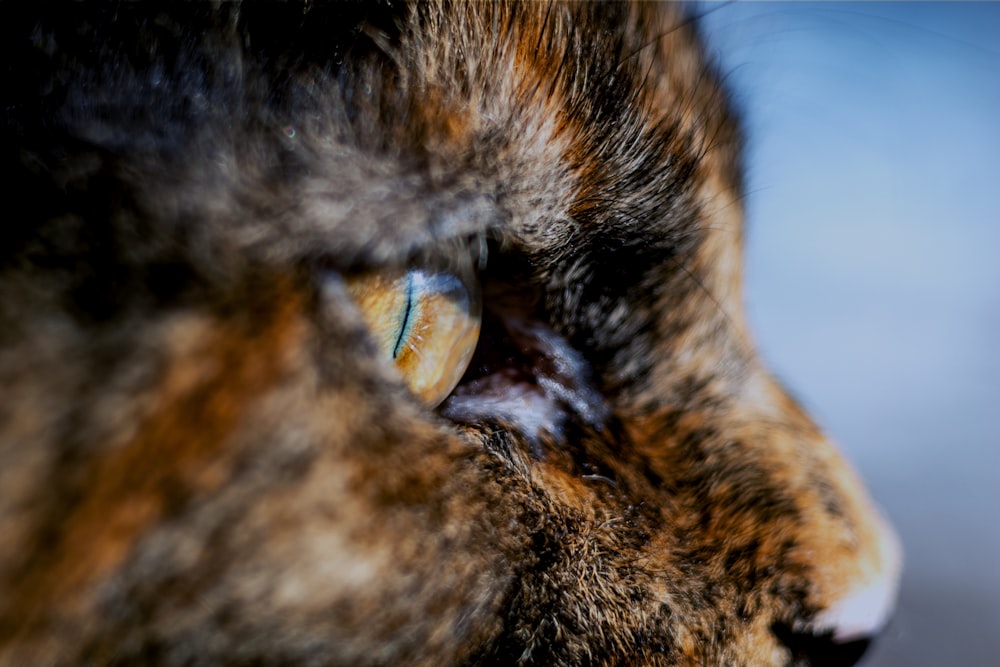 a close up of a cat's eye with a blurry background