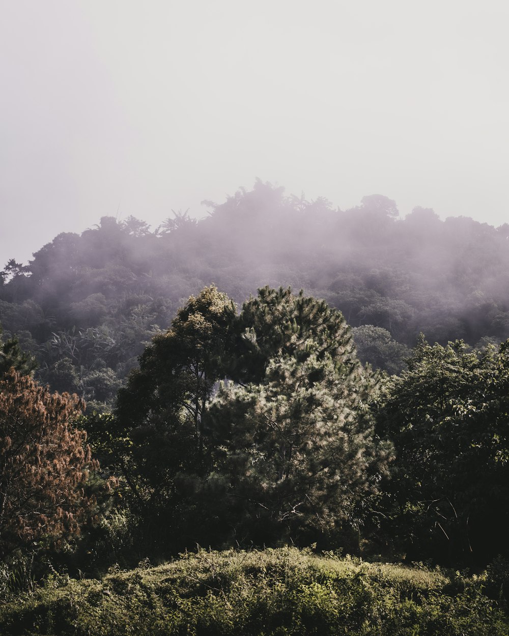 a foggy forest with trees in the foreground