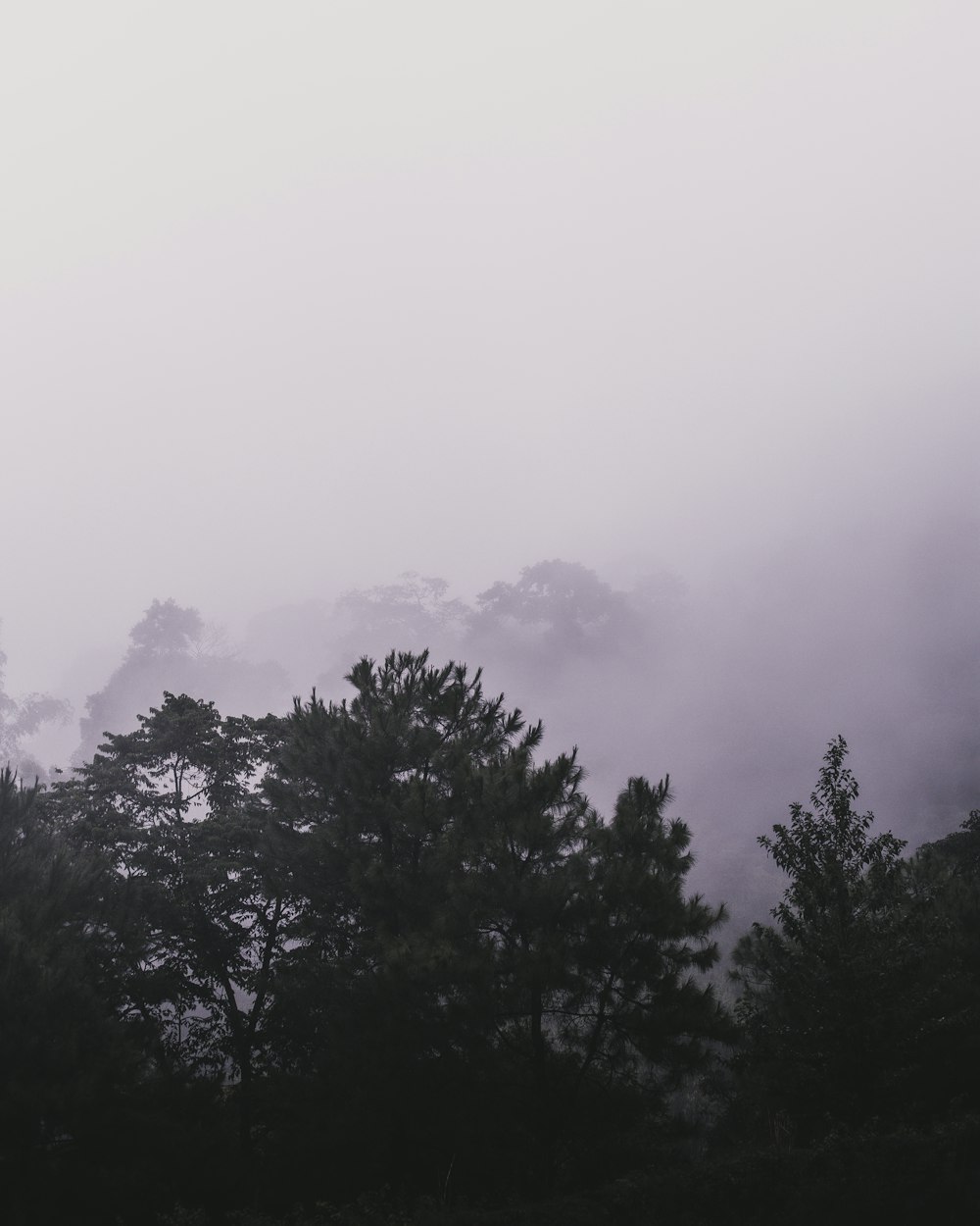 a group of trees in the fog with a sky background