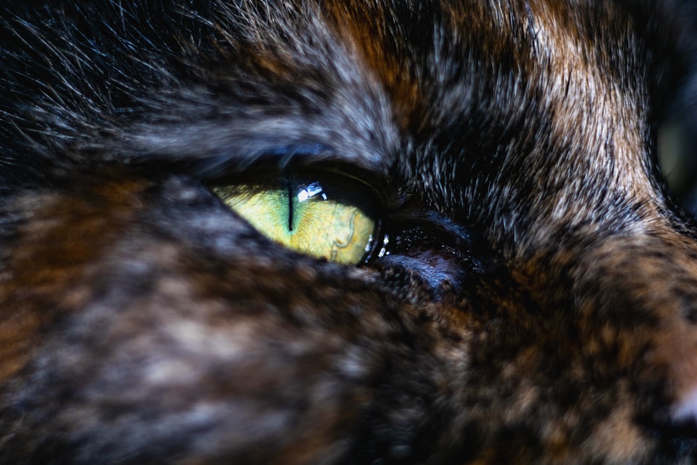 a close up of a cat's green and brown eyes