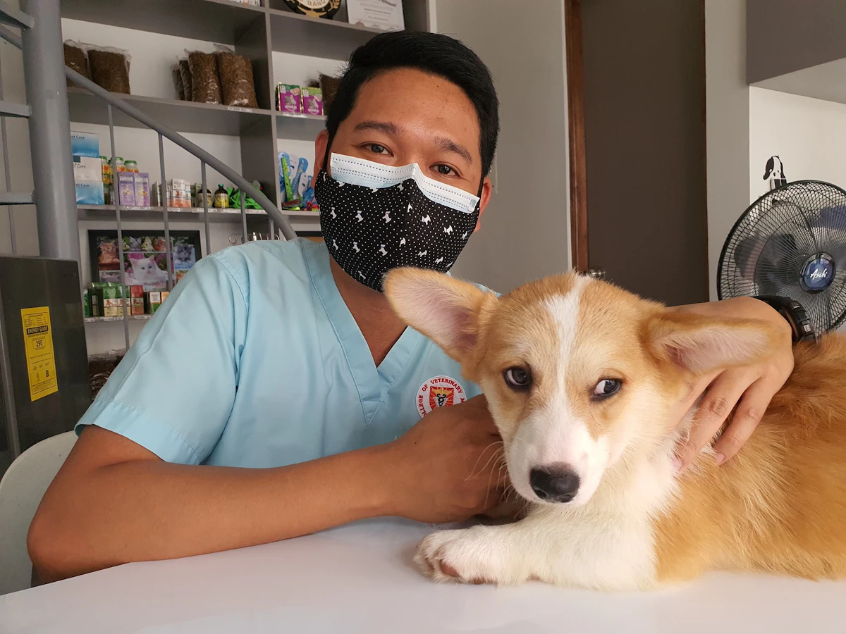 Veterinário com máscara e jaleco ao lado de um corgi em clínica veterinária usando app de prontuário