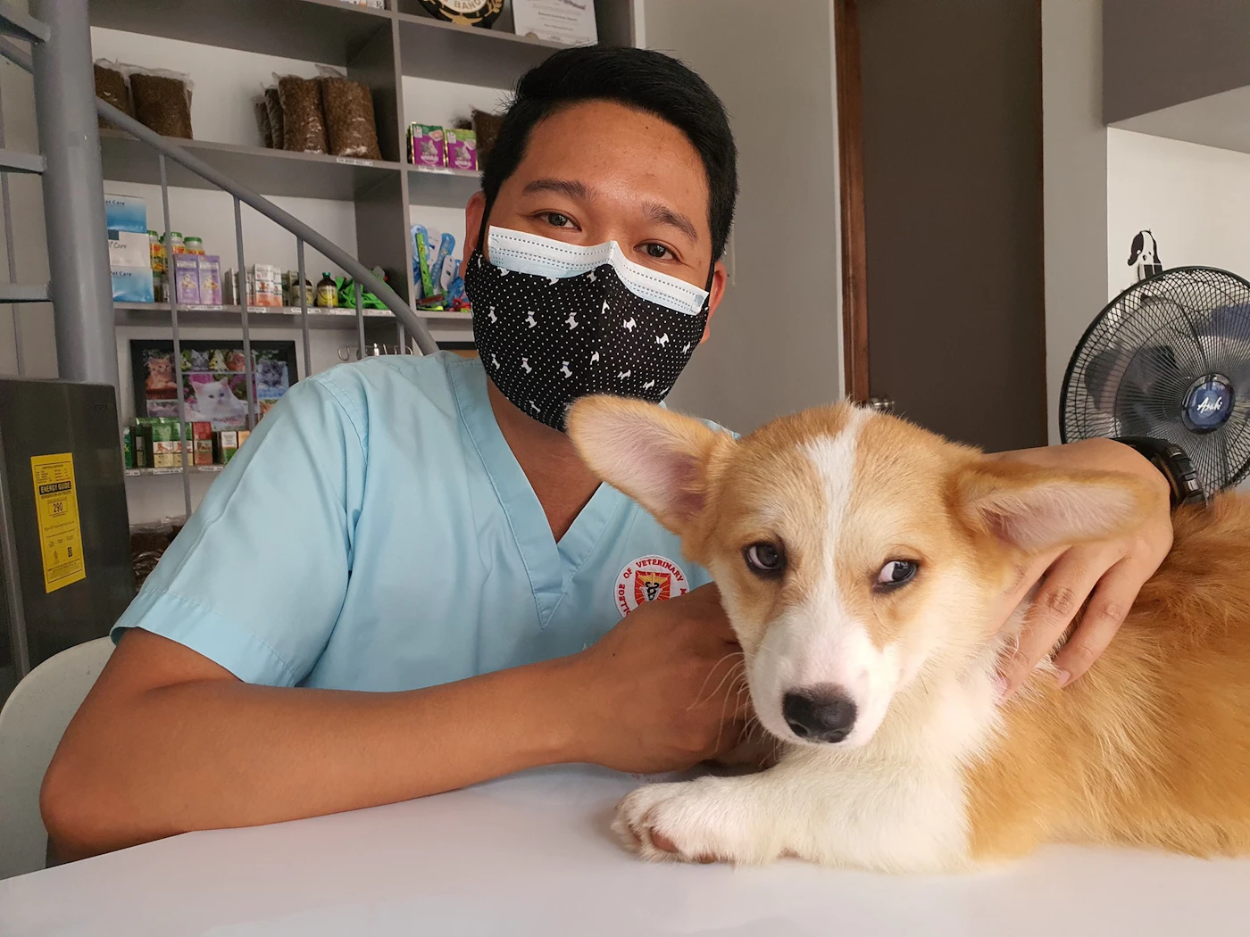 A clinician in scrubs gently resting a hand on a calm corgi puppy at a veterinary clinic