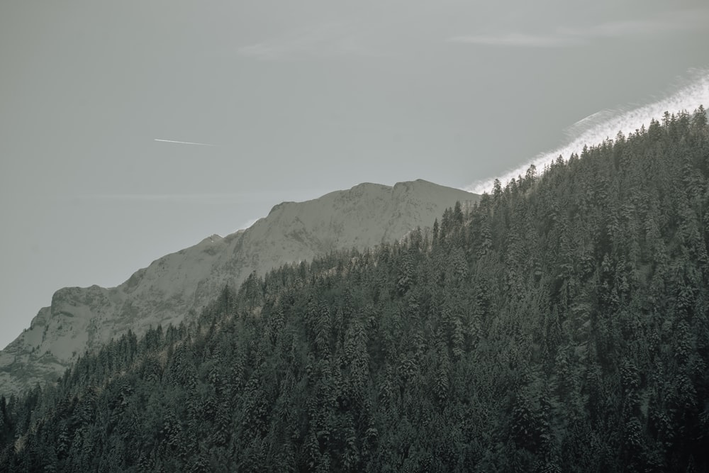 a snow covered mountain with trees on the side