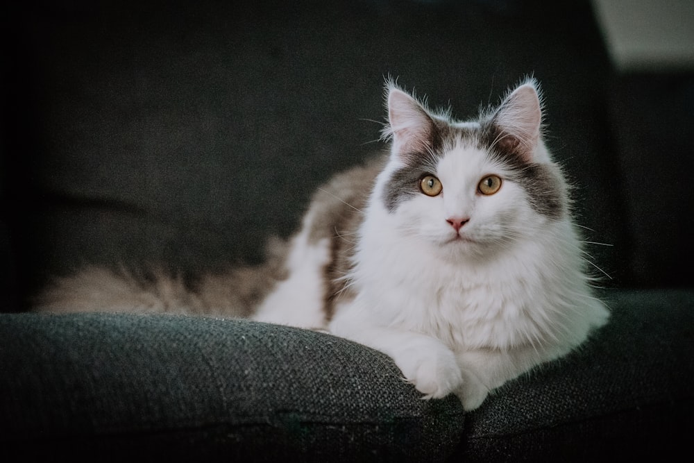 a grey and white cat sitting on top of a couch