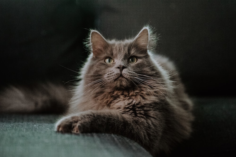 a cat laying on a couch looking at the camera