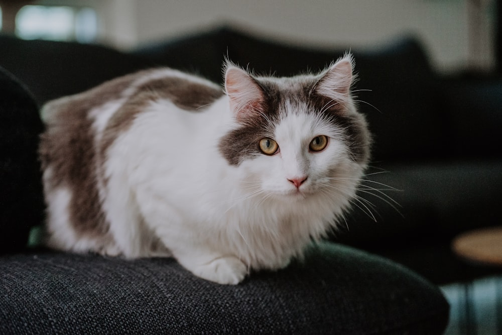 a gray and white cat sitting on a black chair