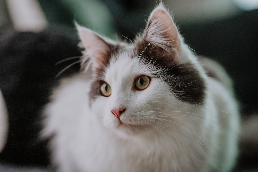 a black and white cat sitting on top of a couch