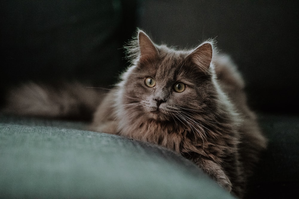 a cat laying on a couch looking at the camera