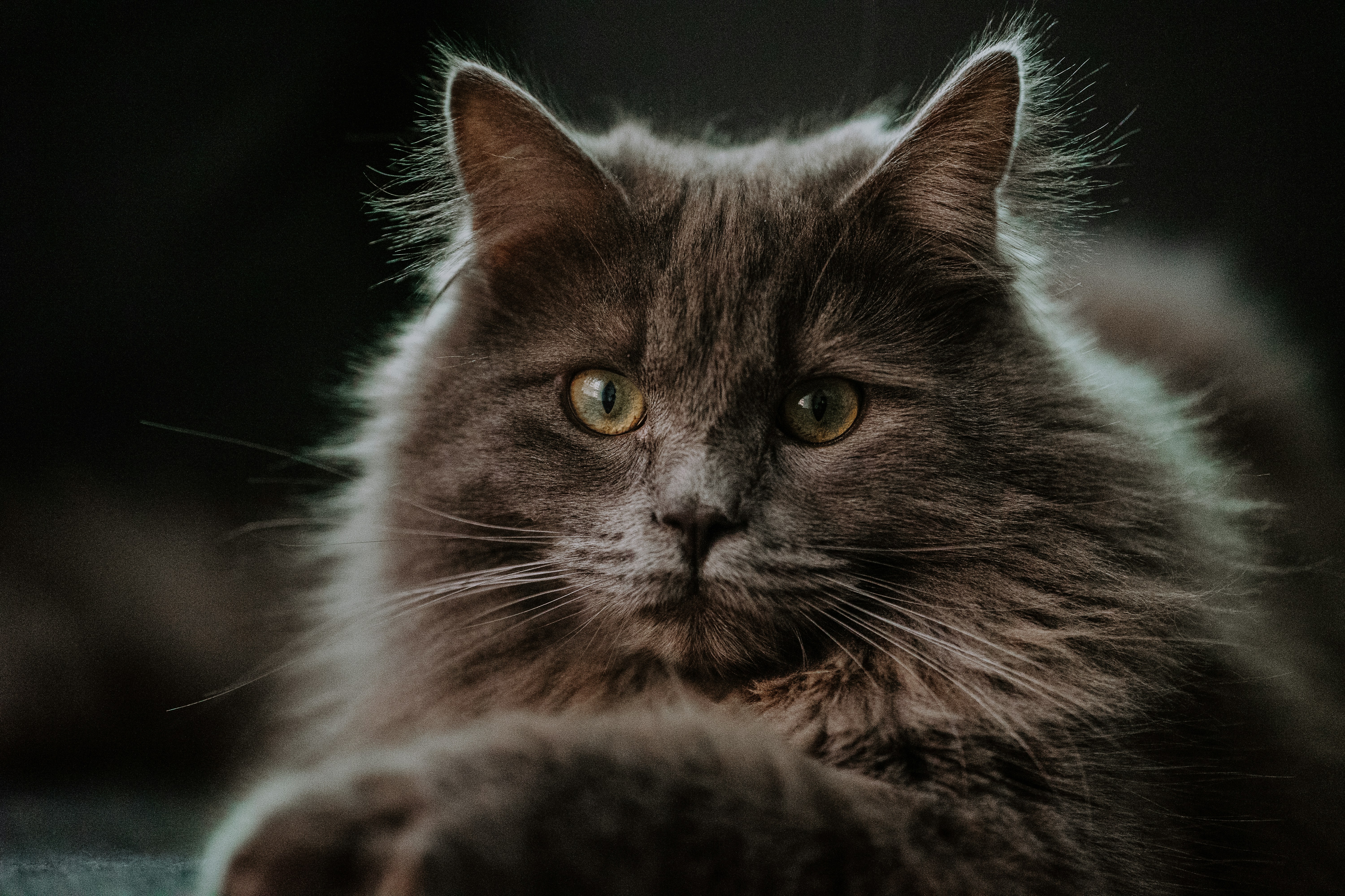 Manx Longhair (Cymric): The Tailless Fluffball (image credits: unsplash)