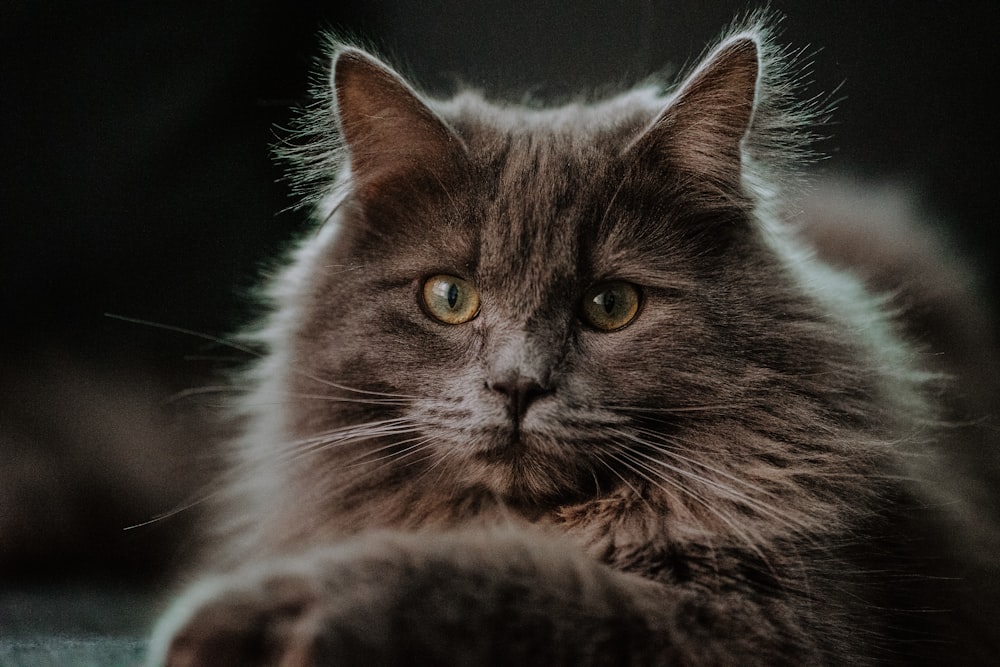 a close up of a cat laying on a bed