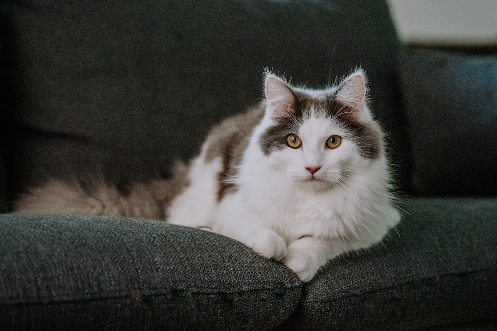 a gray and white cat laying on a couch
