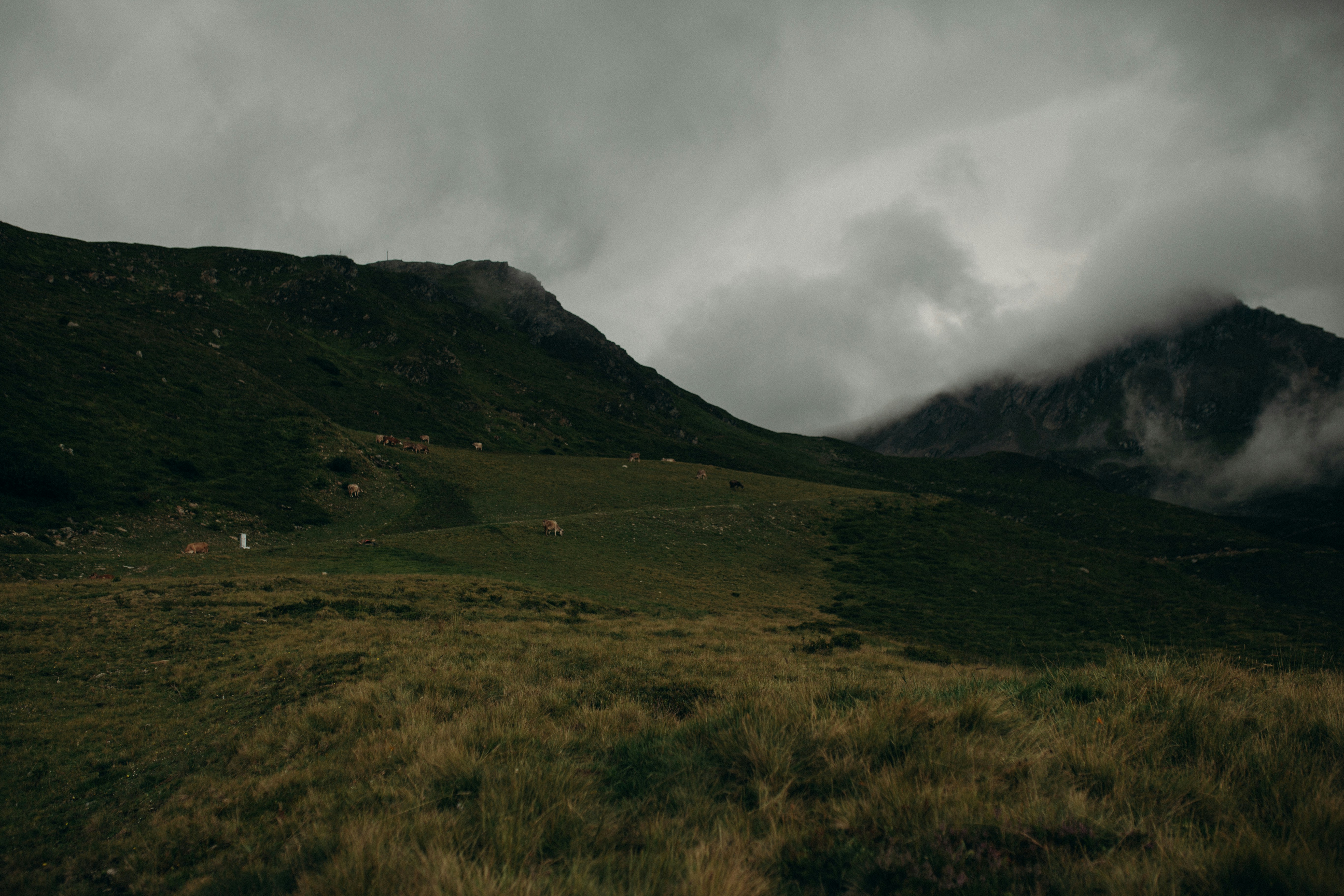 Photo by darkforestnymph