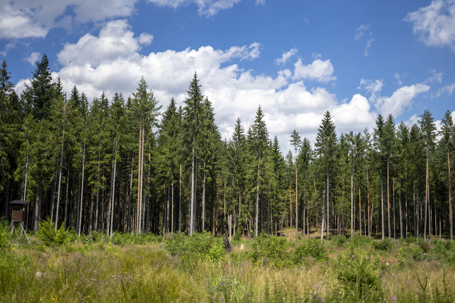 Forestry mulcher processing extreme overgrowth on neglected property