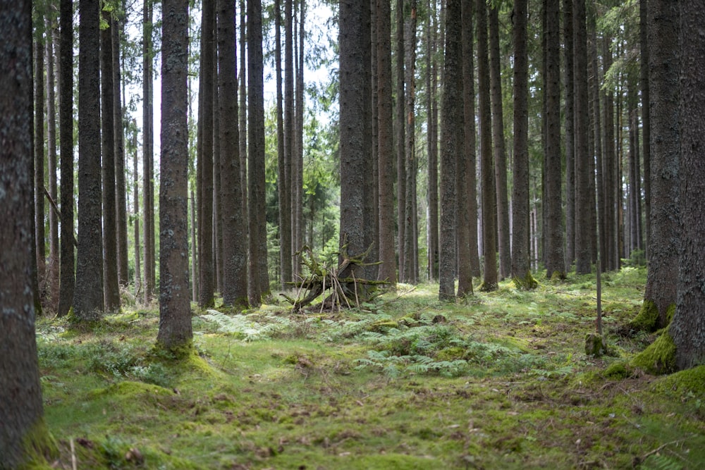 Une forêt remplie de grands arbres