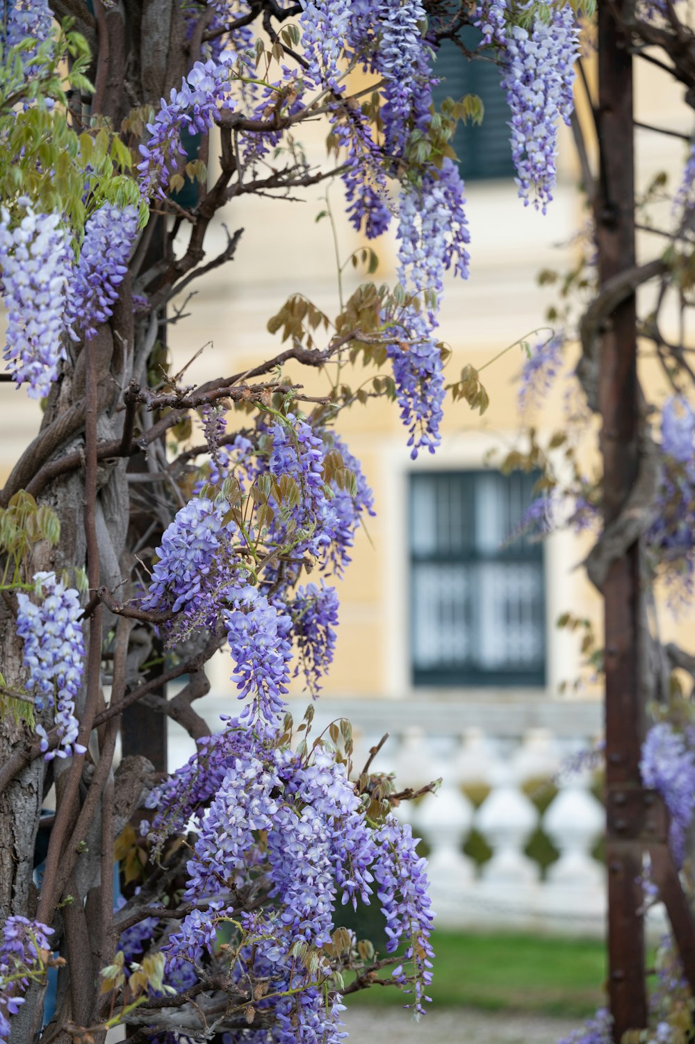 a tree with purple flowers in front of a building