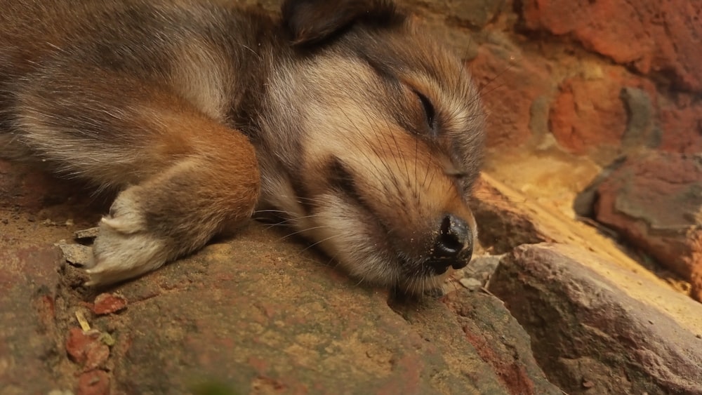 a dog sleeping on top of a rock