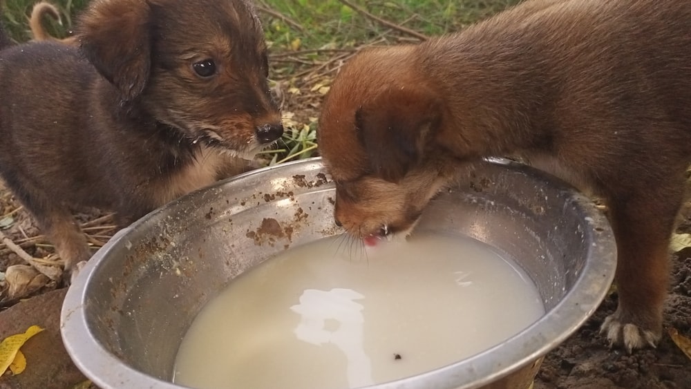 two puppies drinking milk from a metal bowl