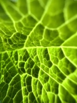 Intricate network of veins on a vibrant green leaf with varying shades of green and a translucent texture, highlighting the natural pattern and structure.