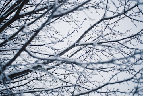 A network of tree branches covered in a layer of snow, creating a delicate lattice against a pale sky.