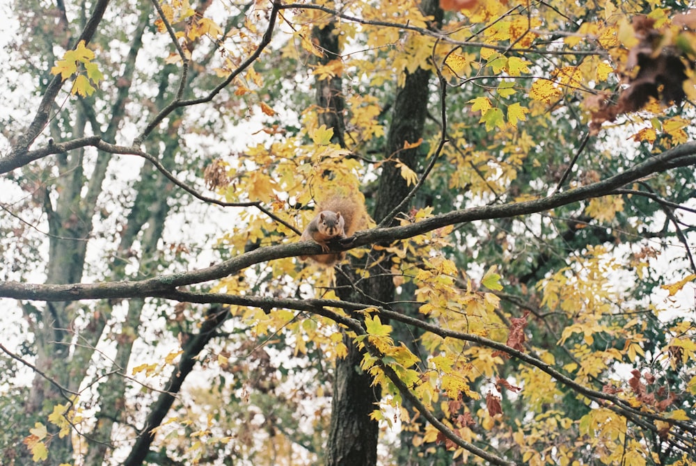 a squirrel is sitting on a tree branch