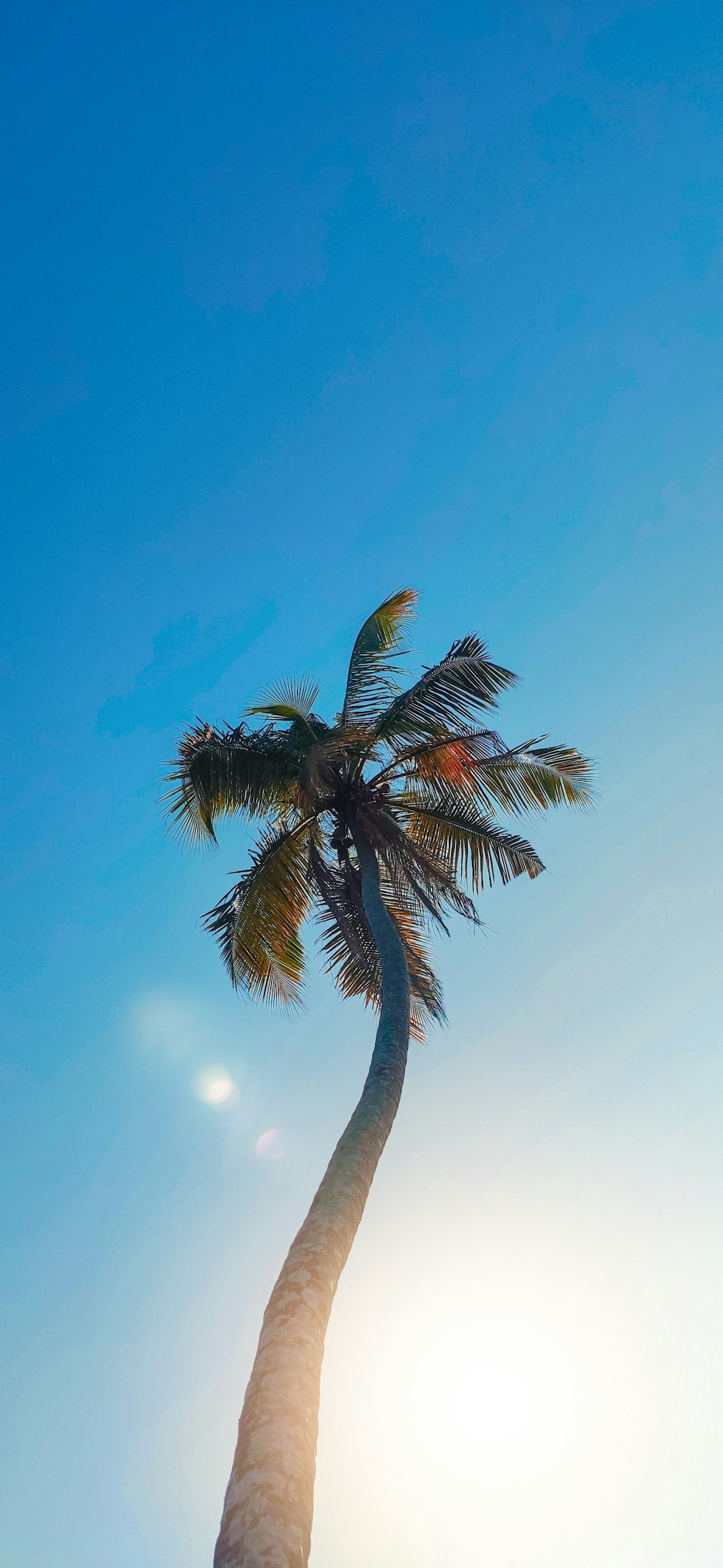 a palm tree with a blue sky in the background