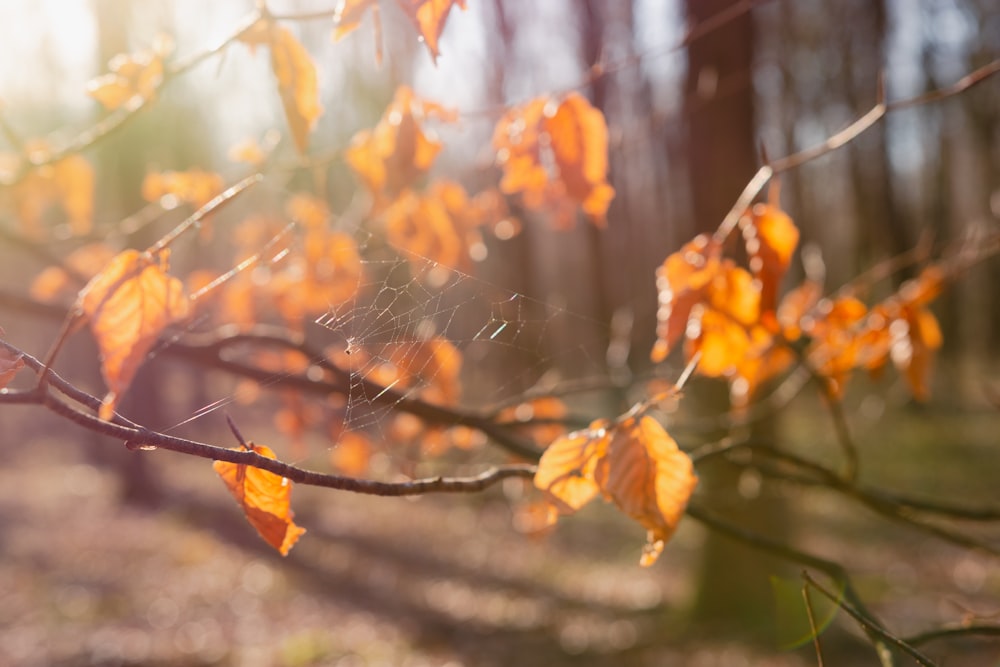 a spider web hanging from a tree branch