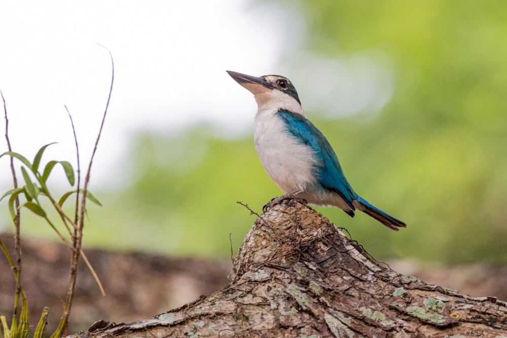 a small bird perched on a tree branch