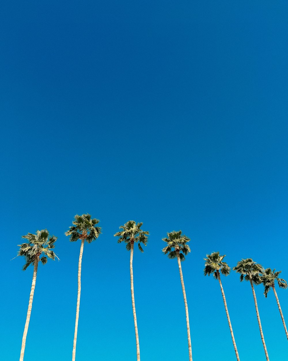 a row of palm trees against a blue sky