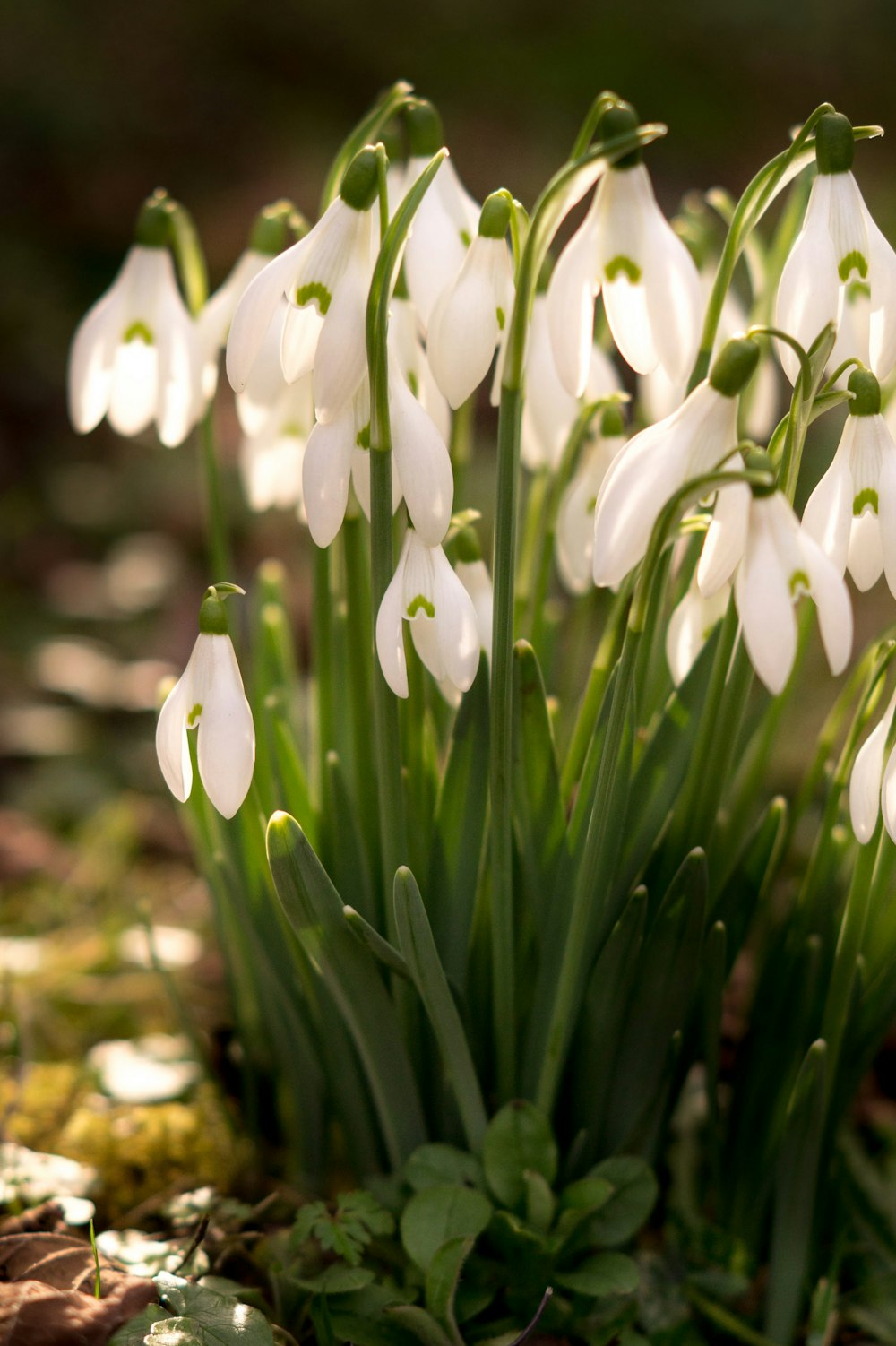 a bunch of white flowers growing out of the ground