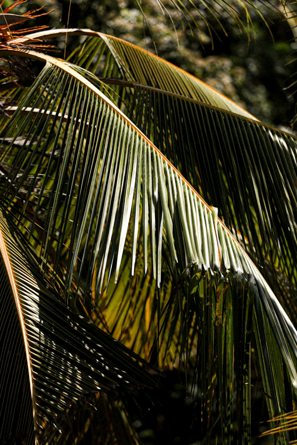 a palm tree