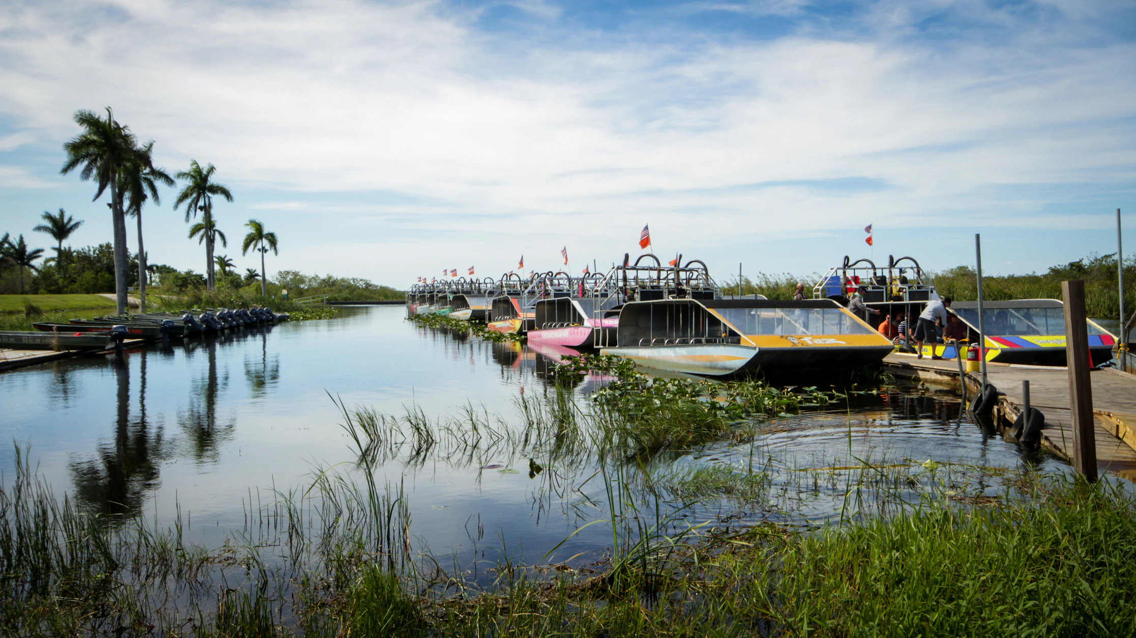 Kayakers paddling through mangroves in central Florida