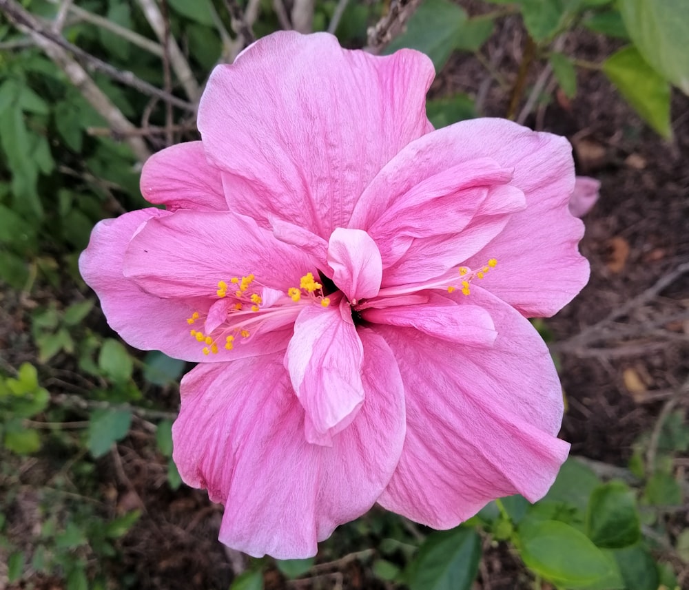 a pink flower with yellow stamens in a garden