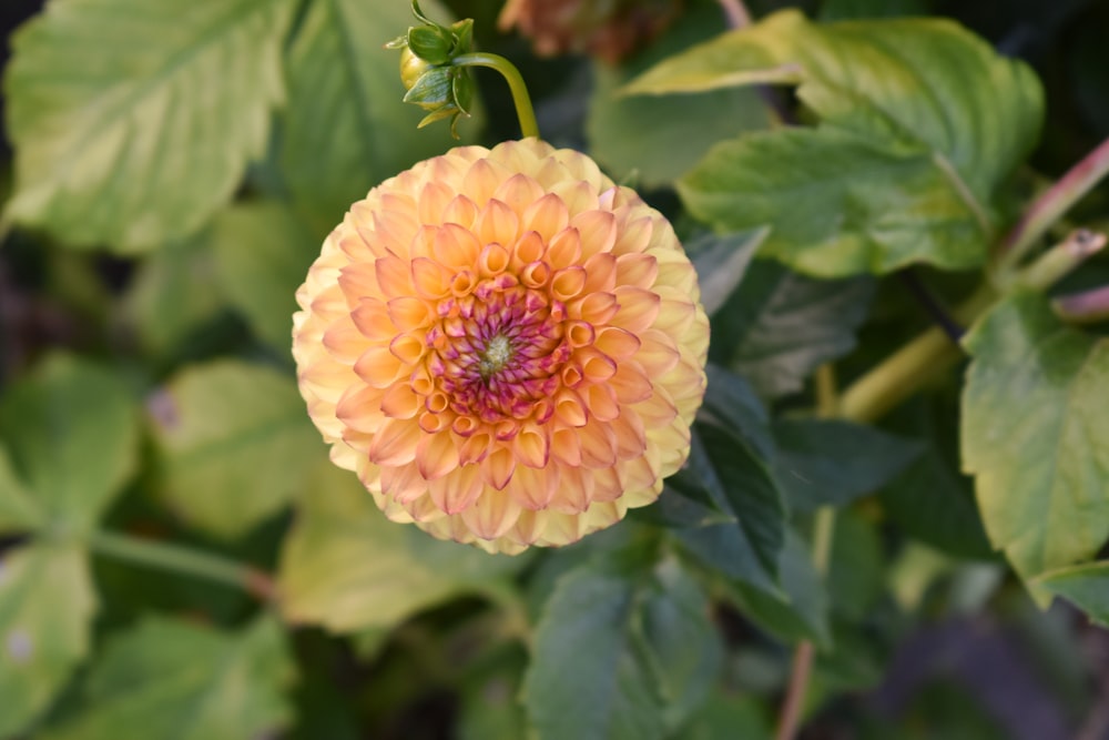a yellow flower with a pink center surrounded by green leaves